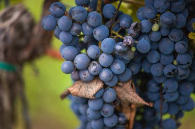 Üzüm bağında bir demet mavi üzüm. Hasatta kırmızı şarap yapmak için Cabernet Franc üzümleri. Macaristan 'da sonbaharda üzüm bağındaki üzüm bağlarının detaylı görüntüsü