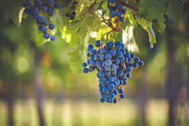 Üzüm bağında bir demet mavi üzüm. Hasatta kırmızı şarap yapmak için Cabernet Franc üzümleri. Macaristan 'da sonbaharda üzüm bağındaki üzüm bağlarının detaylı görüntüsü