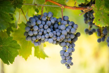 Üzüm bağında bir demet mavi üzüm. Hasatta kırmızı şarap yapmak için Cabernet Franc üzümleri. Macaristan 'da sonbaharda üzüm bağındaki üzüm bağlarının detaylı görüntüsü