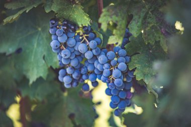 Üzüm bağında bir demet mavi üzüm. Hasatta kırmızı şarap yapmak için Cabernet Franc üzümleri. Macaristan 'da sonbaharda üzüm bağındaki üzüm bağlarının detaylı görüntüsü
