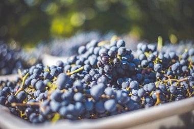 Mavi üzümler. Hasat sandığında kırmızı şarap yapmak için üzüm. Macaristan 'da sonbaharda üzüm bağındaki üzüm bağlarının detaylı görüntüsü