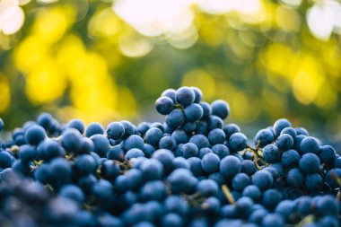 Mavi üzümler. Hasat sandığında kırmızı şarap yapmak için üzüm. Macaristan 'da sonbaharda üzüm bağındaki üzüm bağlarının detaylı görüntüsü