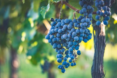 Üzüm bağında bir demet mavi üzüm. Hasatta kırmızı şarap yapmak için Cabernet Franc üzümleri. Macaristan 'da sonbaharda üzüm bağındaki üzüm bağlarının detaylı görüntüsü