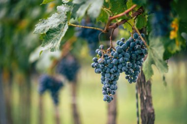 Üzüm bağında bir demet mavi üzüm. Hasatta kırmızı şarap yapmak için Cabernet Franc üzümleri. Macaristan 'da sonbaharda üzüm bağındaki üzüm bağlarının detaylı görüntüsü