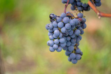Üzüm bağında bir demet mavi üzüm. Hasatta kırmızı şarap yapmak için Cabernet Franc üzümleri. Macaristan 'da sonbaharda üzüm bağındaki üzüm bağlarının detaylı görüntüsü