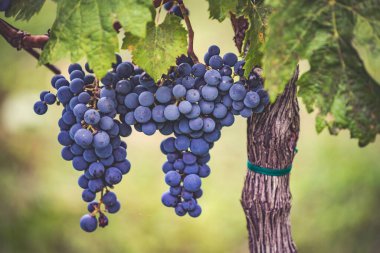 Üzüm bağında bir demet mavi üzüm. Hasatta kırmızı şarap yapmak için Cabernet Franc üzümleri. Macaristan 'da sonbaharda üzüm bağındaki üzüm bağlarının detaylı görüntüsü