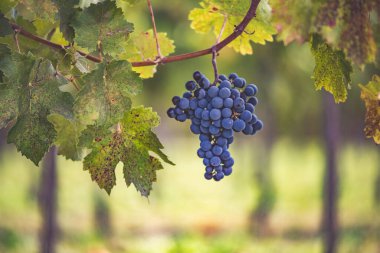 Üzüm bağında bir demet mavi üzüm. Hasatta kırmızı şarap yapmak için Cabernet Franc üzümleri. Macaristan 'da sonbaharda üzüm bağındaki üzüm bağlarının detaylı görüntüsü