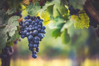 Üzüm bağında bir demet mavi üzüm. Hasatta kırmızı şarap yapmak için Cabernet Franc üzümleri. Macaristan 'da sonbaharda üzüm bağındaki üzüm bağlarının detaylı görüntüsü