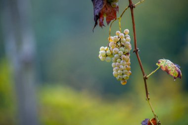 Zengin üzüm hasadı. Asma üzümlü yeşil Riesling üzümleri üzüm bağında hasat için hazır. Pannonhalma Şarap Bölgesi, Macaristan