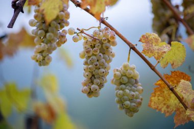 Zengin üzüm hasadı. Asma üzümlü yeşil Riesling üzümleri üzüm bağında hasat için hazır. Pannonhalma Şarap Bölgesi, Macaristan