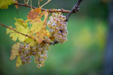 Zengin üzüm hasadı. Asma üzümlü yeşil Riesling üzümleri üzüm bağında hasat için hazır. Pannonhalma Şarap Bölgesi, Macaristan