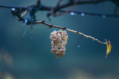 Zengin üzüm hasadı. Asma üzümlü yeşil Riesling üzümleri üzüm bağında hasat için hazır. Pannonhalma Şarap Bölgesi, Macaristan