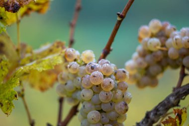 Zengin üzüm hasadı. Asma üzümlü yeşil Riesling üzümleri üzüm bağında hasat için hazır. Pannonhalma Şarap Bölgesi, Macaristan