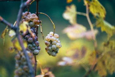 Zengin üzüm hasadı. Asma üzümlü yeşil Riesling üzümleri üzüm bağında hasat için hazır. Pannonhalma Şarap Bölgesi, Macaristan
