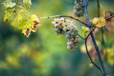 Zengin üzüm hasadı. Asma üzümlü yeşil Riesling üzümleri üzüm bağında hasat için hazır. Pannonhalma Şarap Bölgesi, Macaristan