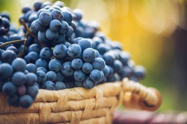 Tahta masadaki sepetin üzerinde üzümler