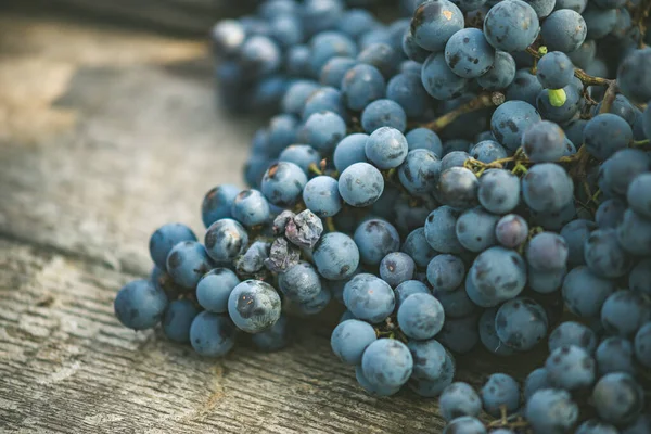 Bağdaki ahşap şarap fıçısında üzüm, Macaristan