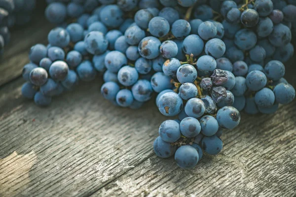 Bağdaki ahşap şarap fıçısında üzüm, Macaristan