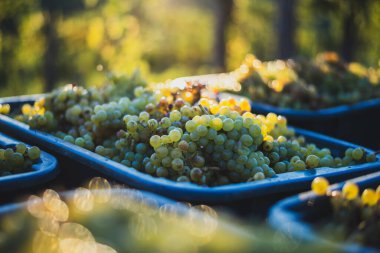 Yeşil asma üzüm. Hasat sandığında şarap yapmak için üzüm. Sonbaharda bir bağda üzüm asmaları ayrıntılı görünümü, Macaristan