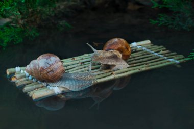 Fotoğraf üzüm salyangozlarını hedeflerine giderken gösteriyor.