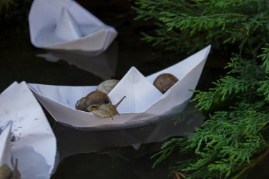 Fotoğraf üzüm salyangozlarını hedeflerine giderken gösteriyor.