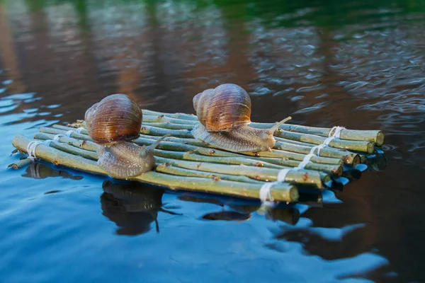 写真は目的地に向かうブドウのカタツムリ — ストック写真