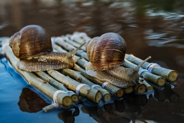 Foto Mostra Caracóis Uva Viajando Para Seu Destino — Fotografia de Stock