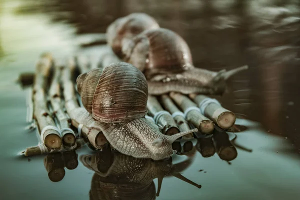 Foto Mostra Caracóis Uva Viajando Para Seu Destino — Fotografia de Stock