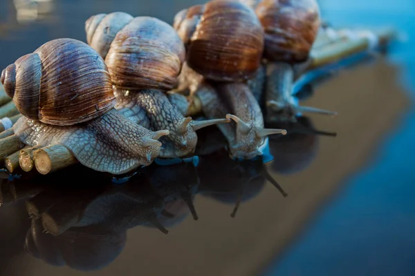 Foto Toont Druivenslakken Weg Naar Hun Bestemming — Stockfoto