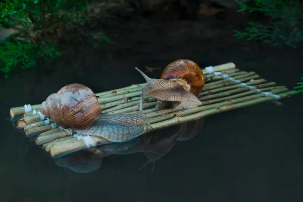 Photo Montre Des Escargots Voyageant Vers Leur Destination — Photo