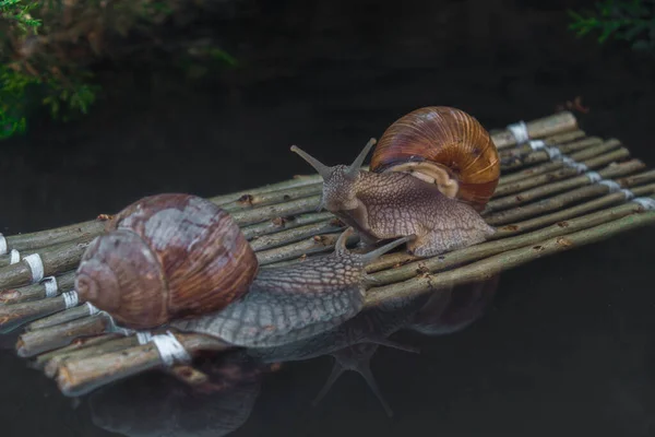 Photo Montre Des Escargots Voyageant Vers Leur Destination — Photo