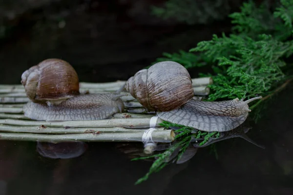 Foto Toont Druivenslakken Weg Naar Hun Bestemming — Stockfoto