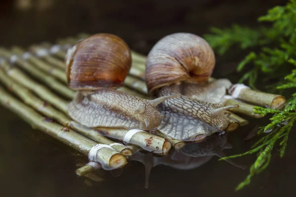 Képen Célállomásra Utazó Szőlőcsigák Láthatók — Stock Fotó