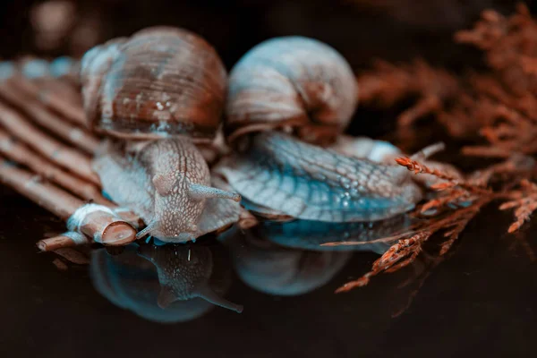 사진에는 달팽이가 목적지로 이동하는 모습이 보인다 — 스톡 사진