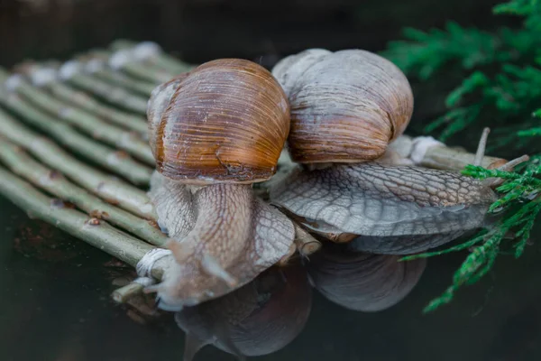 Foto Mostra Caracóis Uva Viajando Para Seu Destino — Fotografia de Stock