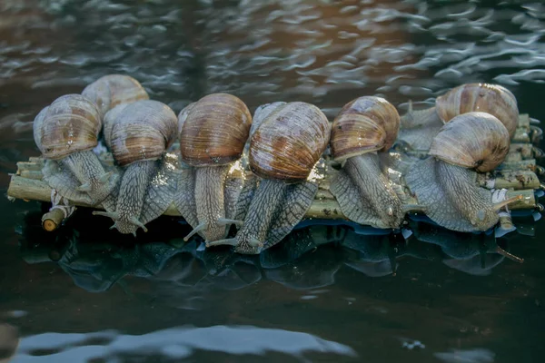 写真は目的地に向かうブドウのカタツムリ — ストック写真