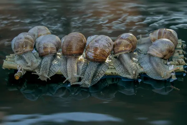 Foto Toont Druivenslakken Weg Naar Hun Bestemming — Stockfoto