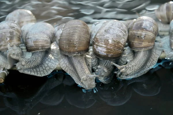 Das Foto Zeigt Weinbergschnecken Auf Dem Weg Zum Ziel — Stockfoto