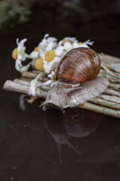 Foto Mostra Caracóis Uva Viajando Para Seu Destino — Fotografia de Stock