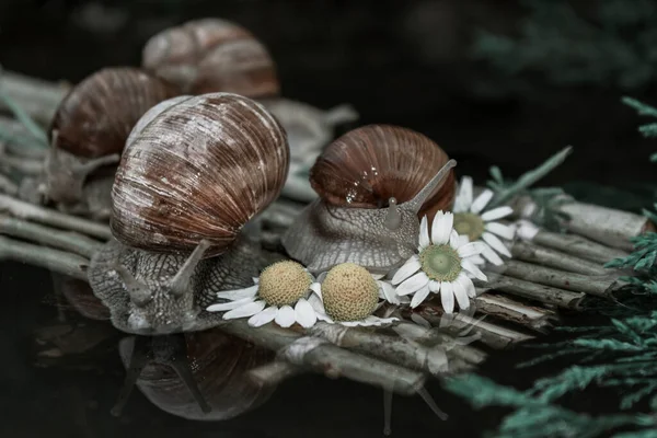 Foto Toont Druivenslakken Weg Naar Hun Bestemming — Stockfoto