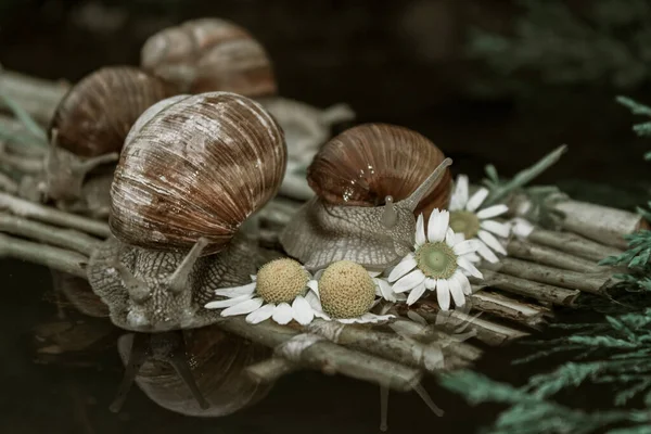 Foto Mostra Caracóis Uva Viajando Para Seu Destino — Fotografia de Stock