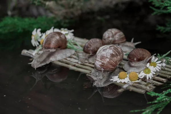 Foto Mostra Caracóis Uva Viajando Para Seu Destino — Fotografia de Stock