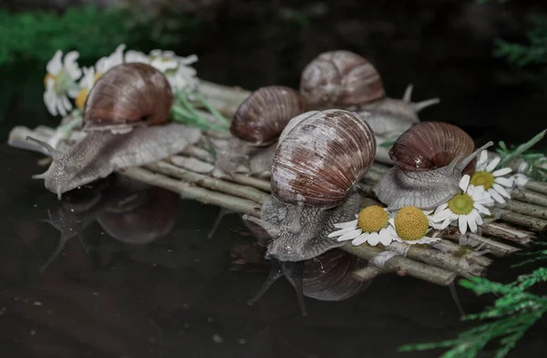 Photo Montre Des Escargots Voyageant Vers Leur Destination — Photo