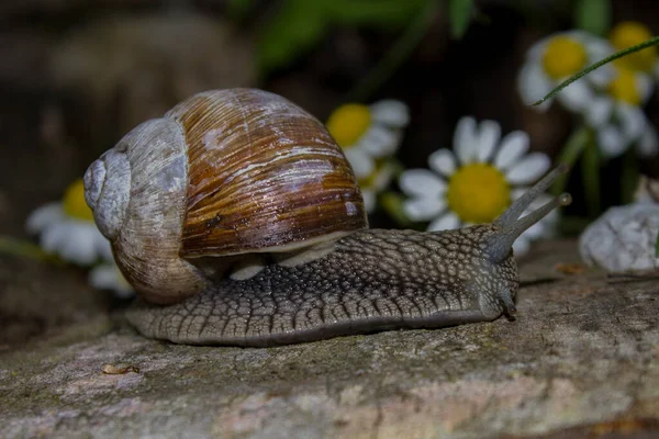 Photo Montre Des Escargots Voyageant Vers Leur Destination — Photo