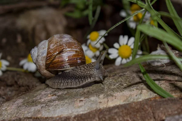 사진에는 달팽이가 목적지로 이동하는 모습이 보인다 — 스톡 사진