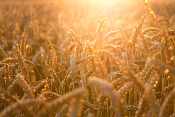Campo de trigo dorado con rayos de sol — Foto de Stock