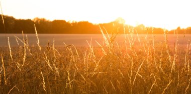 golden wheat field with sunrays panorama clipart