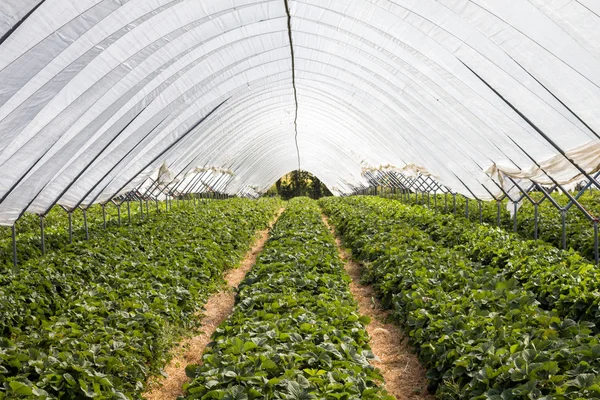 Lines of strawberry bushes — Stock Photo, Image