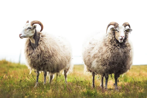 Duas ovelhas brancas de pé na grama — Fotografia de Stock