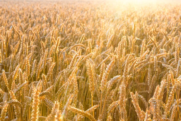 Goldenes Weizenfeld mit Sonnenstrahlen — Stockfoto